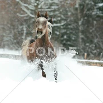 Two arabian horses running together in the snow Stock Photos