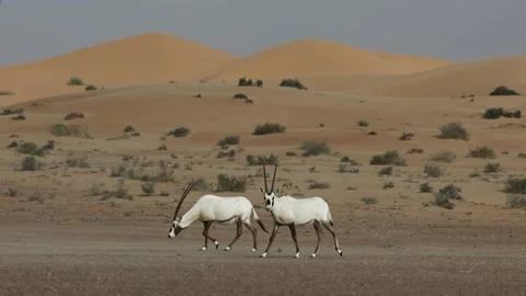 Two arabian oryxes walking in the desert. Stock Footage 229371438