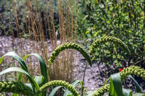 Two Arched Foxtail Millet Panicles with Developing Grain Stock Photos