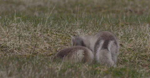 Two Arctic Fox Kits Digging and Playing Video stock 54408891