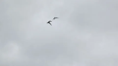 Two Arctic Terns Interacting in Flight over Iceland 4K Wildlife Footage Stock Footage 339799581