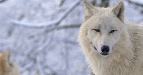 Two arctic wolves standing and looking around Stock Footage 326441254