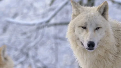 Two arctic wolves standing and looking around Stock Footage 326657848