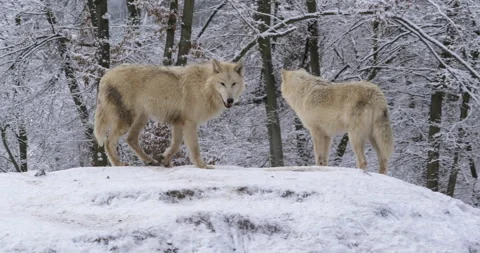 Two arctic wolves walking in forest Stock Footage 326441234