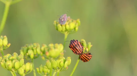 Two are mating bedbugs on flowers in the garden 動画素材 48716077