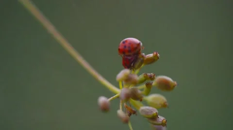 Two are mating ladybugs on flowers in the garden 動画素材 48714869