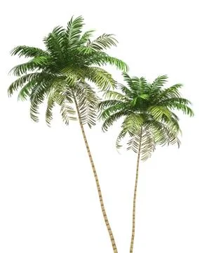 Two areca palm trees isolated on white background Stock Illustration