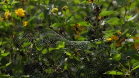 Two Argiope argentata garden spiders interact on a web, one climbs and fights Stock Footage 334584919