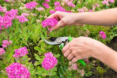 Two arms cutting flower with pruning shears Stock Photos