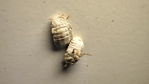 Two Arthropods On White Background Stock Footage 276836941