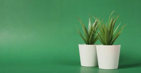 Two Artificial cactus or plastic plants or fake tree on green background.no p Stock Photos