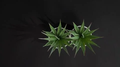 Two Artificial cactus plants or plastic or fake tree on black background.It b Stock Photos