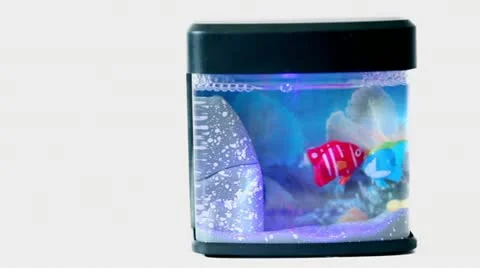 Two artificial fish float in toy pool isolated on white Stock Footage 14535356