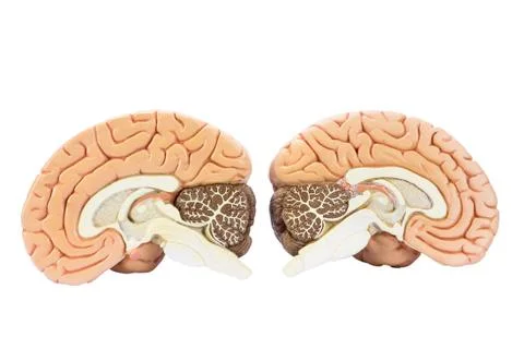 Two artificial human hemispheres Stock Photos
