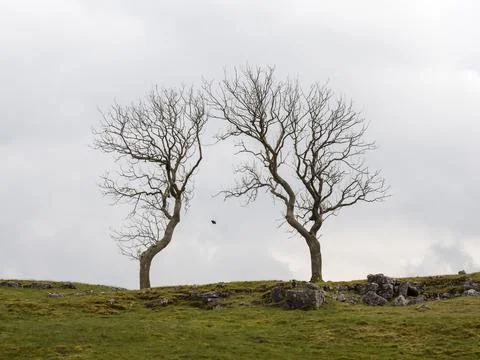 Two Ash trees mirroring each other above Feizor, Yorkshire, Dales, UK. Stock Photos