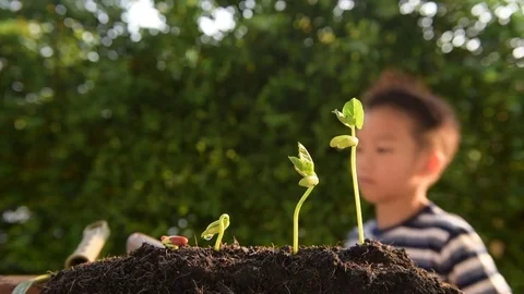 Two asian boy prepare soil and seedling Stock Footage 75819372
