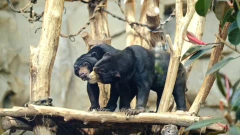 Two Asian climbing bears in a zoo enclosure play fighting Stock Footage 337146455