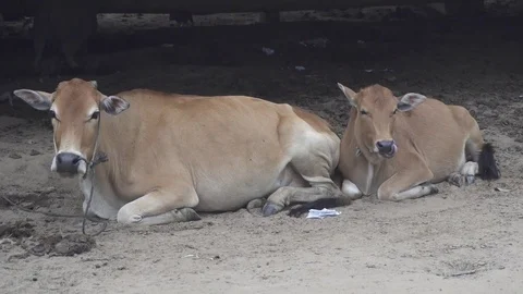 Two Asian cows closeup Stock Footage 82755676