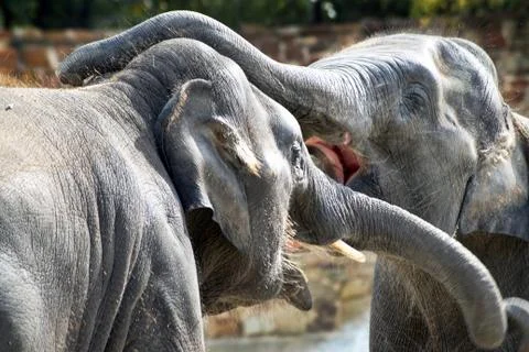 Two Asian Elephants Stock Photos