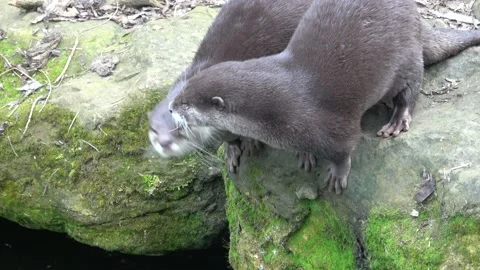 Two asian small clawed otters, Aonyx cinereus Stock Footage 237509226
