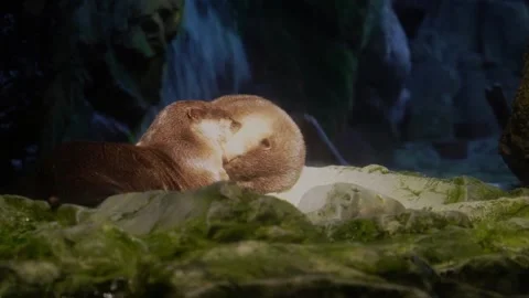 Two Asian small-clawed otters sleeping and cuddling together on a mossy roc.. Video stock 330343622