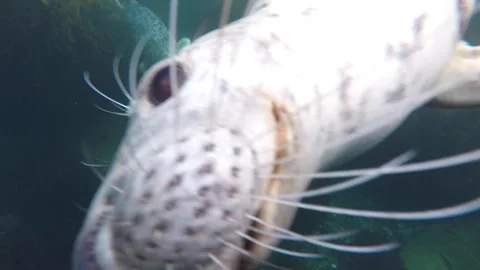 Two Atlantic Grey Seals Following Stock Footage 263229397