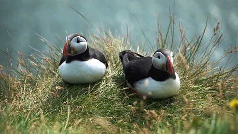 Two Atlantic Puffins at latrabjarg Stock Footage 80130782