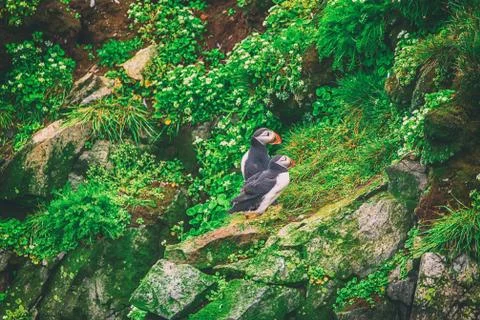 Two atlantic puffins Photos