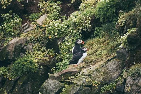 Two atlantic puffins Foto stock