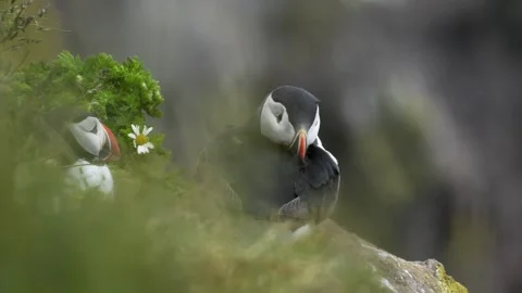 Two Atlantic Puffins Resting on a Grassy Cliffside in Iceland Stock Footage 339763775