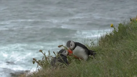 Two Atlantic Puffins Rubbing Beaks Together on a Grassy Cliffside in Iceland Stock Footage 339763807