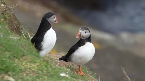 Two atlantic puffins sitting on a grass ledge in orkney in hd Stock Footage 301314459