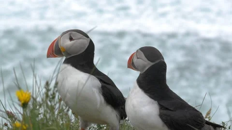 Two Atlantic Puffins Standing Together on a Grassy Cliffside in Iceland Stock Footage 339750510