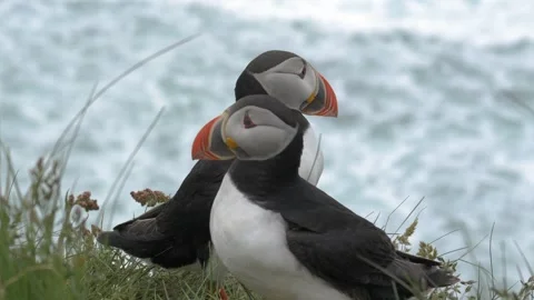 Two Atlantic Puffins Standing Together on a Grassy Cliffside in Iceland Stock Footage 339750531