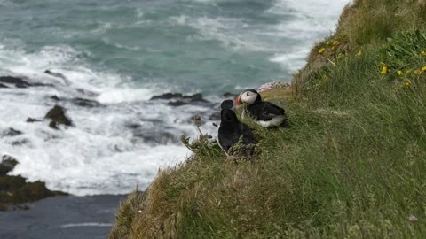 Two Atlantic Puffins Standing Together on a Grassy Sea Cliff in Iceland Stock Footage 339763886