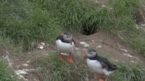 Two Atlantic Puffins Standing Together Near Burrow on Icelandic Cliffside Stock Footage 339891406