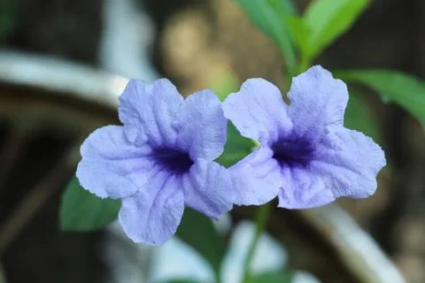 Two attractive flowerclose up Foto stock