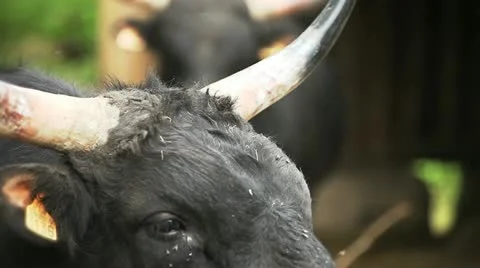 Two Aurochs Stock Footage 11084986