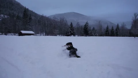 Two aussie shepards playing and frolicking in the snow. HD 24FPS. Stock-Footage 149763791