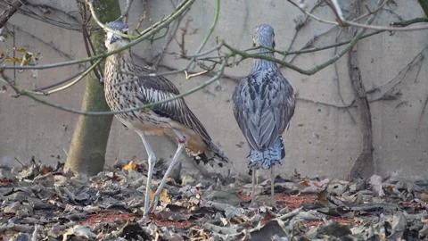 Two australian Bush thick-knee bird standing Stock Footage 294925346