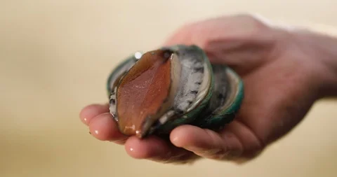 Two Australian farmed Tiger abalone being gently handled. Stock Footage 87710574