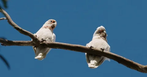 Two Australian Long Billed Corella in gum tree with beautiful blue sky. Stock Footage 87866029