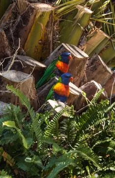 Two Australian native rainbow lorikeet parrot birds sitting in tree 写真素材
