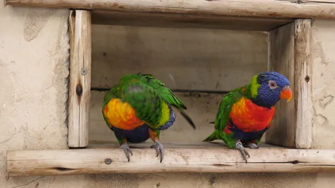 Two Australian parrots rainbow parakeets Stock Footage 161186565