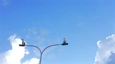Two Australian pelicans on a lamp post framed against a sunny blue sky Stock-Footage 332682616