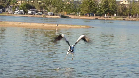 Two Australian Pelicans taking flight over the ocean Stock Footage 93165033
