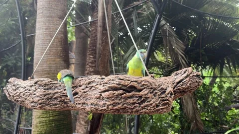 Two Australian ringneck parrots Barnardius zonarius resting on wooden perch insi Stock Footage 335525204