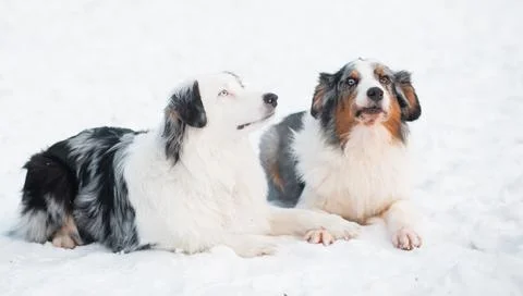 Two australian shepherd lying on snow and looking up Stock Photos