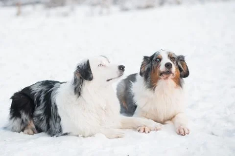 Two australian shepherd lying in winter forest. Frozen plants. Stock Photos
