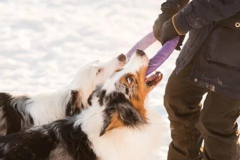 Two australian shepherd playing with puller in winter forest. Stock Photos